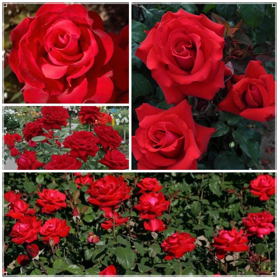 Grande Amore róże wielkokwiatowe